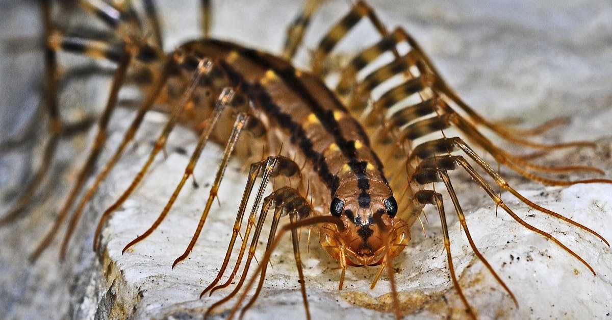 découvrez le fascinant monde des scolopendres : des créatures étonnantes aux multiples pattes, leur biologie, leur habitat et leur rôle dans l'écosystème. apprenez tout sur les centipèdes, ces arthropodes fascinants qui suscitent à la fois curiosité et crainte.