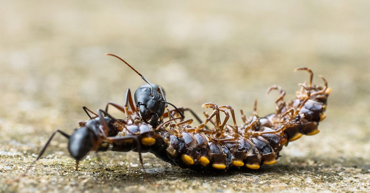 découvrez tout sur le mille-pattes : son habitat, son comportement fascinant et son rôle dans l'écosystème. apprenez à mieux connaître ce petit arthropode aux nombreuses pattes et son importance dans le monde naturel.