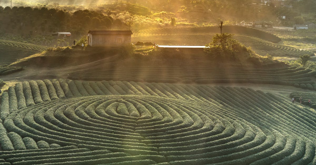 découvrez l'univers enchanteur de märchen maze, un labyrinthe féerique où chaque tournant vous plonge dans un conte de fées. explorez des décors magiques, résolvez des énigmes captivantes et vivez une expérience unique pour toute la famille dans ce monde de fantasy.